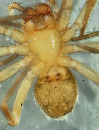 Elongated Whiskered Money Spider