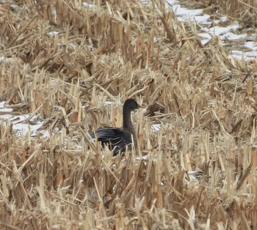 Taiga Bean Goose