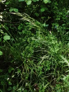 tall trisetum thumbnail 2