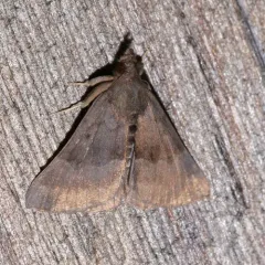 Gray-edged Snout thumbnail 2
