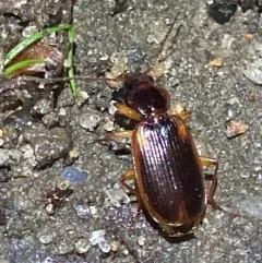 Cymindis limbata thumbnail 4