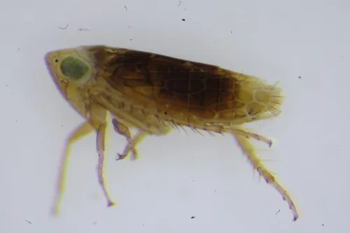 Polyamia apicata