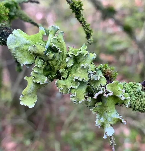 powdered ruffle lichen