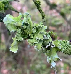 powdered ruffle lichen thumbnail 1
