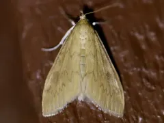 smartweed borer thumbnail 1