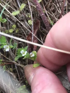 Upland Eyebright thumbnail 1