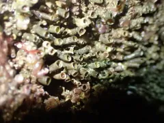Compact worm snail thumbnail 4