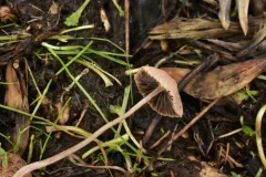 Psathyrella prona thumbnail 4