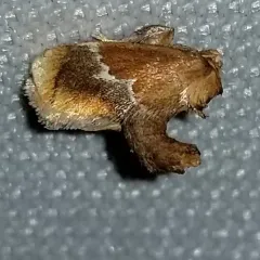 Yellow-shouldered Slug Moth thumbnail 4