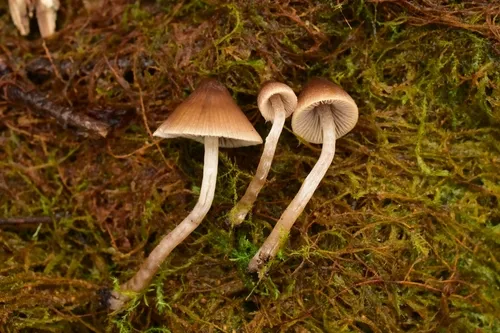 Psathyrella quercicola