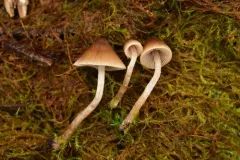 Psathyrella quercicola thumbnail 1