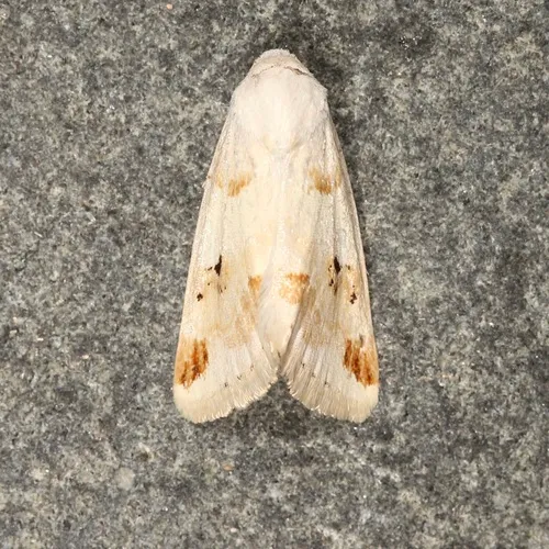 Rabbitbush Flower Moth
