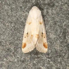 Rabbitbush Flower Moth thumbnail 1