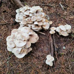 Cluster Cap thumbnail 3