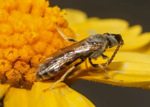 Western Evening Primrose Sweat Bee