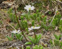 Rocky mountain marsh-marigold thumbnail 4
