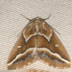 Brown Pine Looper Moth thumbnail 4
