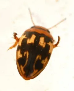 Neoporus undulatus thumbnail 3