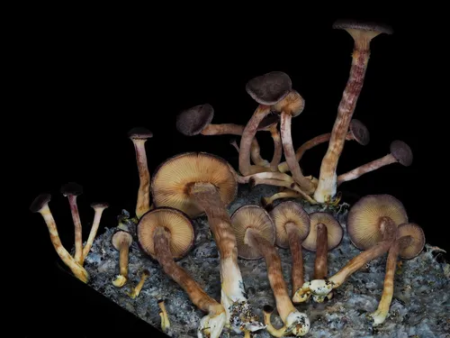 Gymnopilus purpuratus