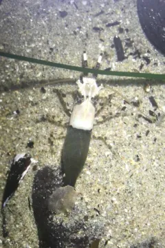 Taylor Coastal Shrimp thumbnail 2