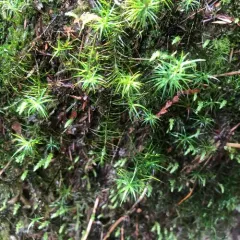 Alpine Haircap Moss thumbnail 2