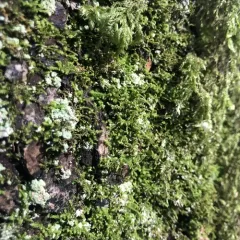 crispleaf roughmoss thumbnail 3