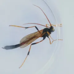 Therion circumflexum thumbnail 4