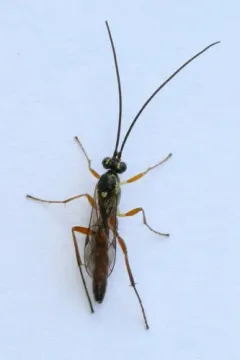 Lissonota rubrica thumbnail 3