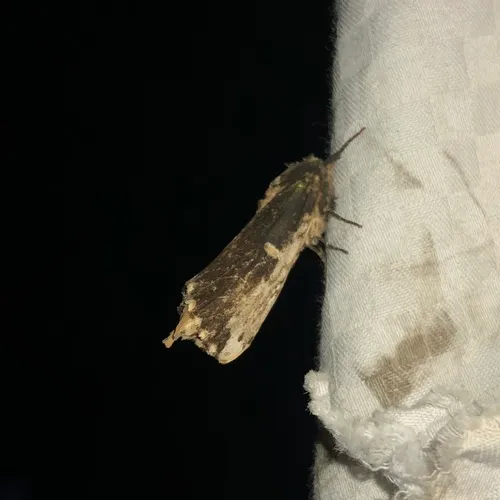 Morning-glory Prominent