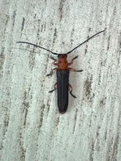 Cottonwood Twig Borer thumbnail 2