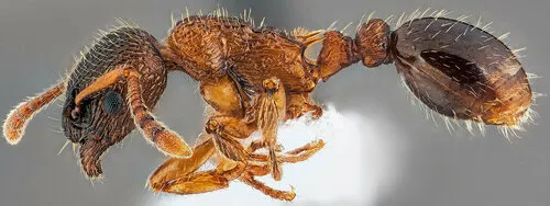 Alaskan Furrowed Ant