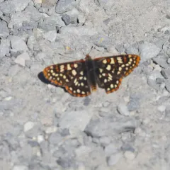 Edith's Checkerspot thumbnail 2