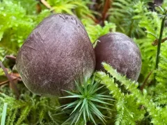 Cortinarius miwok thumbnail 3