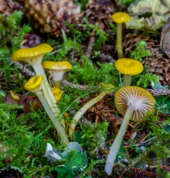 arched waxcap thumbnail 4
