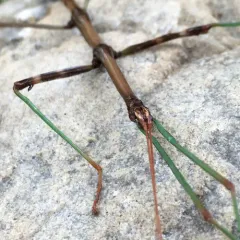Northern Walkingstick thumbnail 4