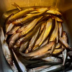 Rainbow Smelt thumbnail 3