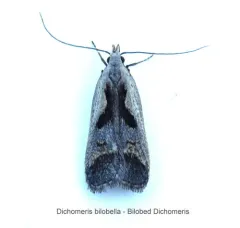 Bilobed Dichomeris Moth thumbnail 1