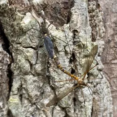 Tipula disjuncta thumbnail 3