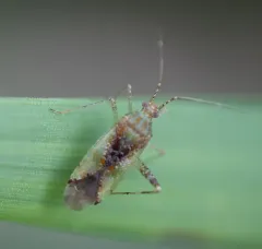 Phytocoris tibialis thumbnail 3