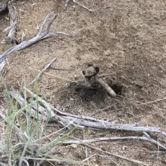 Desert Inkcap thumbnail 2
