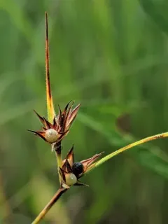 few-flower nutrush thumbnail 4