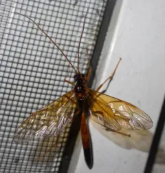 Opheltes glaucopterus thumbnail 4