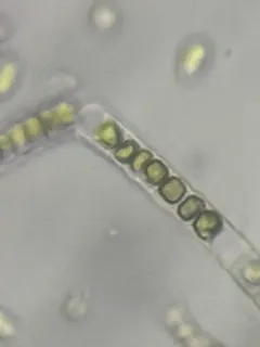 Ulothrix zonata thumbnail 4