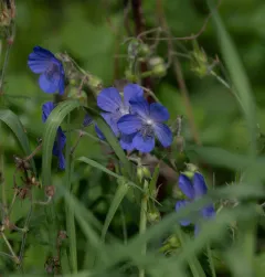 Meadow Crane's-bill thumbnail 4