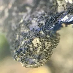 Sticta globulifuliginosa thumbnail 4