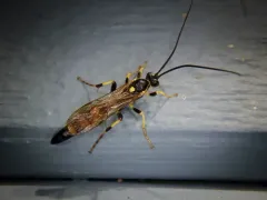 Ichneumon chasmodops thumbnail 4