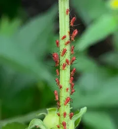 Dusky-tailed Sunflower Aphid thumbnail 2