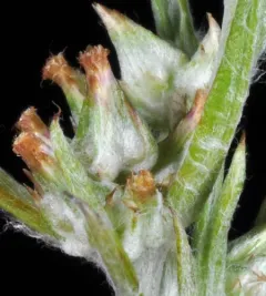 narrowleaf cottonrose thumbnail 2