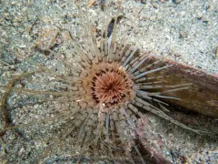 Pachycerianthus torreyi thumbnail 2