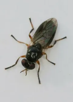 Allognosta fuscitarsis thumbnail 3